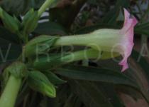 Nicotiana tabacum - Flower, side view - Click to enlarge!