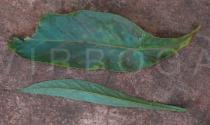 Nicotiana tabacum - Upper and lower surface of leaf - Click to enlarge!