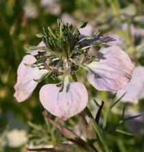 Nigella arvensis - Flower, side view - Click to enlarge!