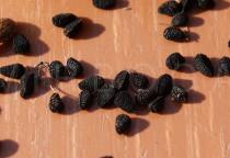 Nigella damascena - Seeds - Click to enlarge!