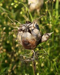 Nigella damascena - Capsule - Click to enlarge!