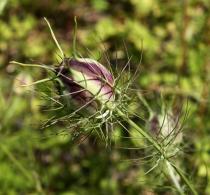 Nigella damascena - Flower - Click to enlarge!