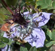 Nigella hispanica - Flower - Click to enlarge!