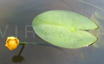Nuphar lutea - Flower and leaf - Click to enlarge!
