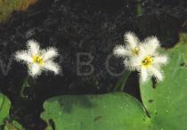 Nymphoides indica - Flowers - Click to enlarge!