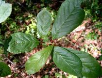 Nyssa sylvatica - Leaf - Click to enlarge!