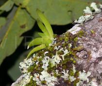 Oberonia rufilabris - Habit - Click to enlarge!