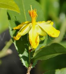 Ochna integerrima - Flower - Click to enlarge!