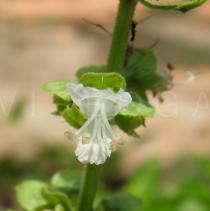 Ocimum basilicum - Flower - Click to enlarge!