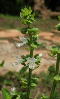 Ocimum basilicum - Inflorescence - Click to enlarge!