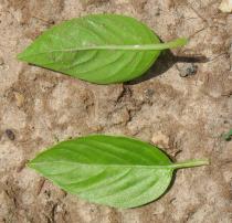 Ocimum basilicum - Upper and lower side of leaf - Click to enlarge!