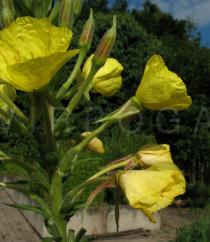 Oenothera biennis - Flower, side view - Click to enlarge!
