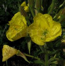 Oenothera biennis - Flower - Click to enlarge!