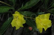 Oenothera macrocarpa - Flowers - Click to enlarge!