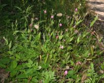 Oenothera rosea - Habit - Click to enlarge!