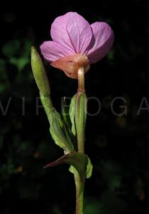 Oenothera rosea - Flower, side view - Click to enlarge!