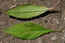 Oenothera rosea - Upper and lower surface of leaf - Click to enlarge!