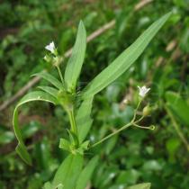 Oldenlandia corymbosa - Flowers - Click to enlarge!