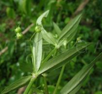 Oldenlandia corymbosa - Fruits - Click to enlarge!