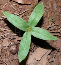 Oldenlandia paridifolia - Habit - Click to enlarge!
