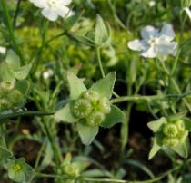 Omphalodes linifolia - Ripening infructescence - Click to enlarge!