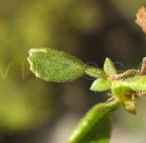 Ononis natrix - Leaf - Click to enlarge!