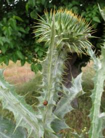 Onopordum acanthium - Flower head bud - Click to enlarge!