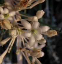 Ophiopogon jaburan - Flower - Click to enlarge!