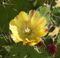 Opuntia bravoana - Flower - Click to enlarge!