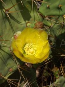 Opuntia dillenii - Flower - Click to enlarge!
