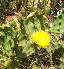Opuntia dillenii - Flower and flower buds - Click to enlarge!