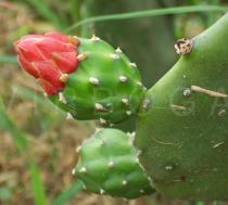 Opuntia ficus-indica - Flower bud - Click to enlarge!