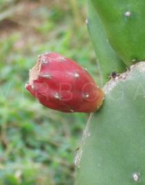 Opuntia ficus-indica - Ripening fruit - Click to enlarge!