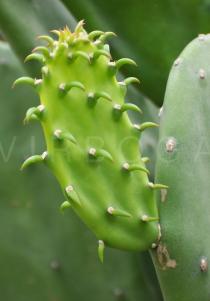 Opuntia ficus-indica - Young stem segment with leaves - Click to enlarge!