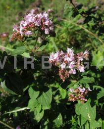 Origanum vulgare - Flower heads, side view - Click to enlarge!