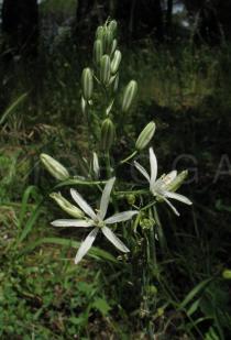 Ornithogalum narbonense - Inflorescence - Click to enlarge!