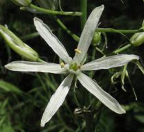 Ornithogalum narbonense - Flower - Click to enlarge!