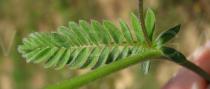 Ornithopus compressus - Upper side of leaf - Click to enlarge!