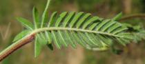 Ornithopus compressus - Lower side of leaf - Click to enlarge!
