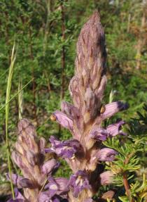 Orobanche arenaria - Flowering stem - Click to enlarge!
