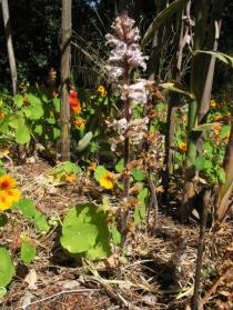 Orobanche crenata - Habit, singular plant - Click to enlarge!