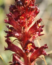 Orobanche foetida - Inflorescence, close-up - Click to enlarge!