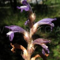 Orobanche oxyloba - Flowers - Click to enlarge!