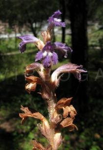Orobanche oxyloba - Inflorescence - Click to enlarge!