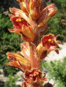 Orobanche rapum-genistae - Inflorescence, close-up - Click to enlarge!