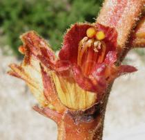 Orobanche rapum-genistae - Flower - Click to enlarge!