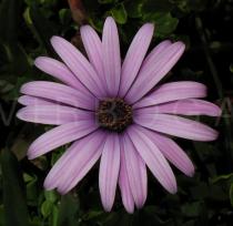 Osteospermum ecklonis - Flower - Click to enlarge!