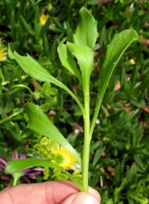 Osteospermum ecklonis - Branch - Click to enlarge!