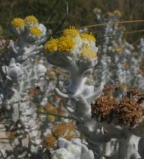 Otanthus maritimus - Flower heads - Click to enlarge!
