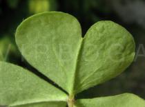 Oxalis corniculata - Close-up of lower leaf surface, note hairs especially along the edge - Click to enlarge!